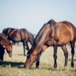 horses