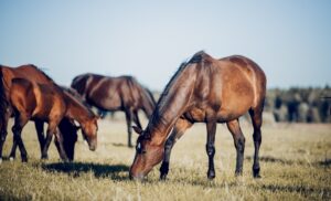 horses