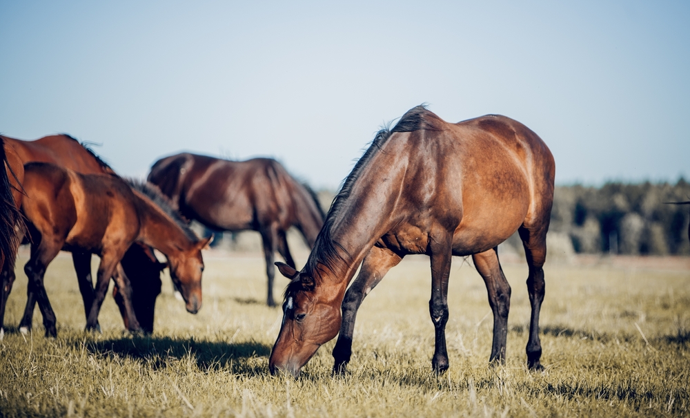 horses